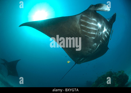 Black Manta, Manta birostris Raja Ampat, Papua occidentale, in Indonesia Foto Stock