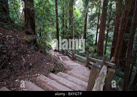 Elk237-X170 California, Big Sur Costa, Pfeiffer Big Sur State Park, il sentiero scala attraverso redwoods Foto Stock