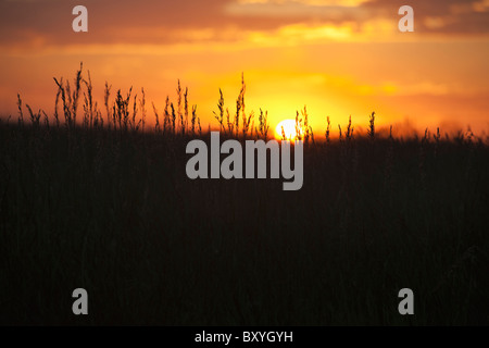 Tramonto al di sopra di prateria Foto Stock