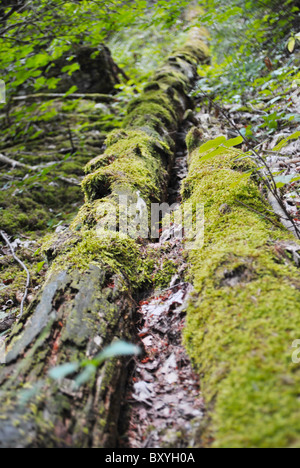 Pino cadde coperti di muschio Foto Stock