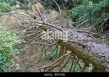 Pino cadde coperti di muschio Foto Stock