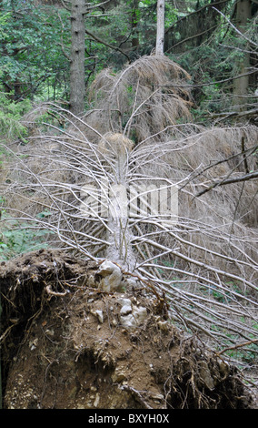 Pino cadde coperti di muschio Foto Stock