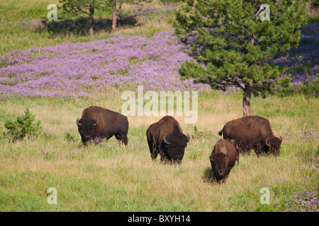 I bisonti americani (Bison bison) pascolo del bestiame nel Custer State Park Foto Stock