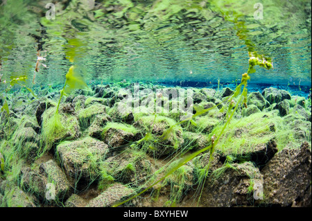 Laguna Silfra, Silfra crack, Thingvellir Lago, Islanda Foto Stock