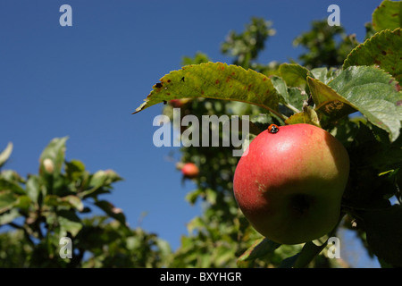 Una coccinella a prendere il sole su un Apple Foto Stock