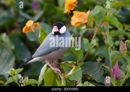 Java Sparrow (Lonchura oryzivora) Foto Stock