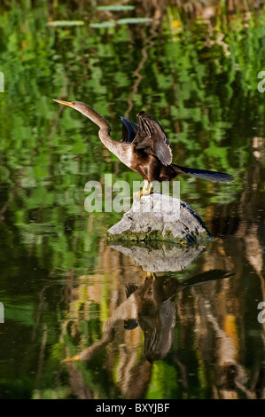 Anhinga bird si distende le sue ali per asciugare in cima rock in stagno a Giardini Kanapaha Gainesville Florida Foto Stock