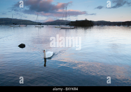 Cigno solitario su un calmo lago Windermere nel lago Distict, Cumbria Inghilterra England Foto Stock