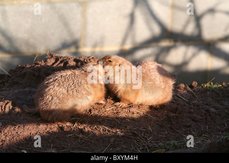 Cani della prateria Foto Stock