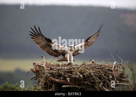 Osprey, Pandion haliaetus, adulti lo sbarco nel nido in Inverness-shire Foto Stock