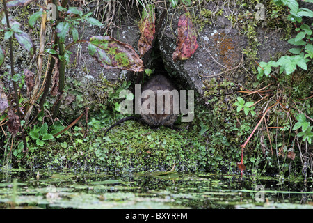 Acqua vole, Arvicola amphibius in corrispondenza del foro, Derbyshire Foto Stock