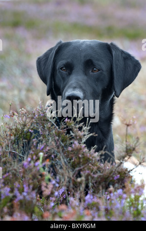 Nero Labrador Retriever in heather su di una giornata di riprese Foto Stock