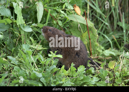 Acqua vole, Arvicola amphibius in waterside herbage, Derbyshire Foto Stock