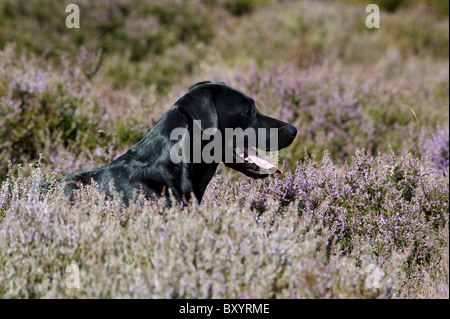 Nero Labrador Retriever in heather su di una giornata di riprese Foto Stock