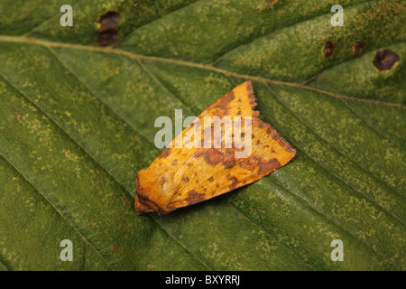 Rosa-sbarrate Sallow, Xanthia togata, North Perthshire Foto Stock