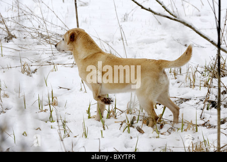 Blonde Labrador Retriever nella neve su un giorno di riprese Foto Stock