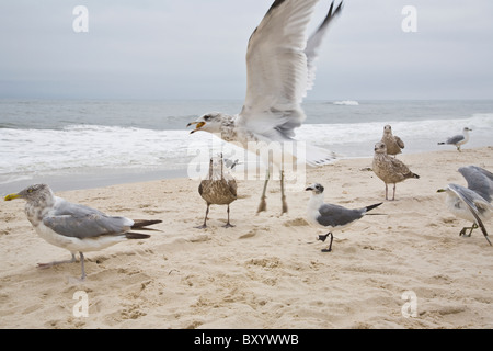 Long Island, Gabbiani sulla spiaggia Foto Stock