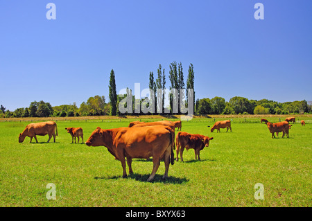 Bovini in campo vicino Temuka, Canterbury sud, Canterbury, Isola del Sud, Nuova Zelanda Foto Stock