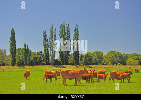 Bovini in campo vicino Temuka, Canterbury sud, Canterbury, Isola del Sud, Nuova Zelanda Foto Stock