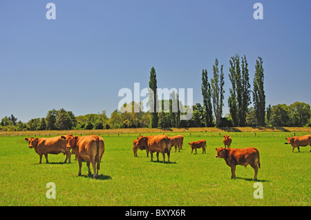 Bovini in campo vicino Temuka, Canterbury sud, Canterbury, Isola del Sud, Nuova Zelanda Foto Stock