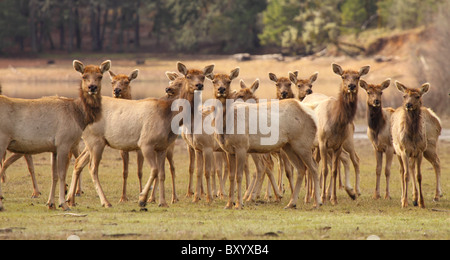 Un Tule Elk herd fresatura circa. Foto Stock