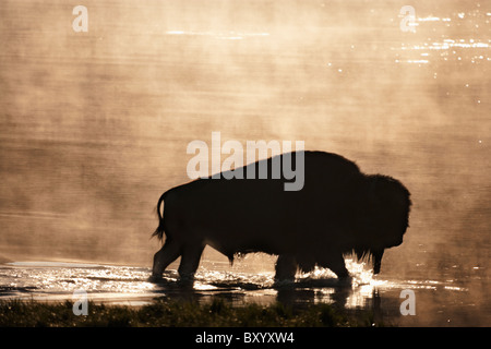 Silhouette di bisonti americani wading in acqua al tramonto Foto Stock