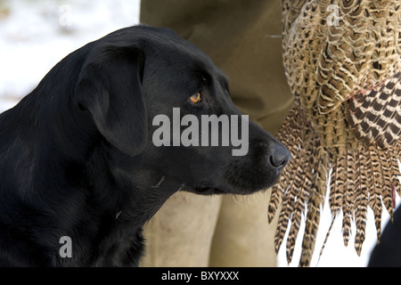 Nero Labrador Retriever con il proprietario e gallina fagiana su di una giornata di riprese Foto Stock