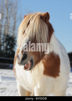 Simpatiche mini cavallo con la bocca aperta Foto Stock