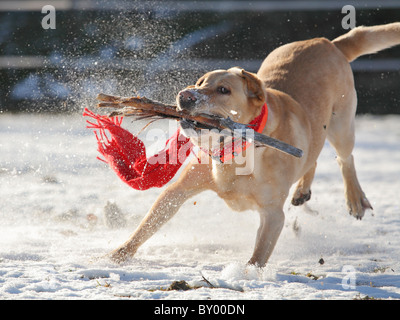 Adulto labrador retriever cane giocando con il bastone in nevoso inverno Foto Stock