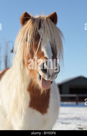 Divertente mini cavallo in un ranch appiccicamento è la lingua di fuori Foto Stock