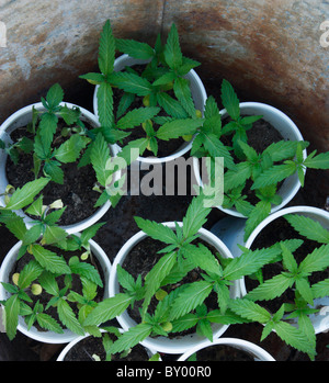 Giovani piante di cannabis in bianco i bicchieri di plastica all'interno del vecchio secchio in acciaio Foto Stock