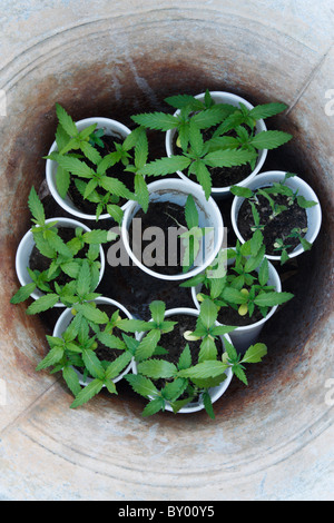 Giovani piante di cannabis in bianco i bicchieri di plastica all'interno del vecchio secchio in acciaio Foto Stock