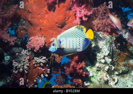 L'imperatore angelfish (Pomacanthus imperator) nuoto passato di coralli molli e spugne. Mar Rosso, Egitto. Foto Stock