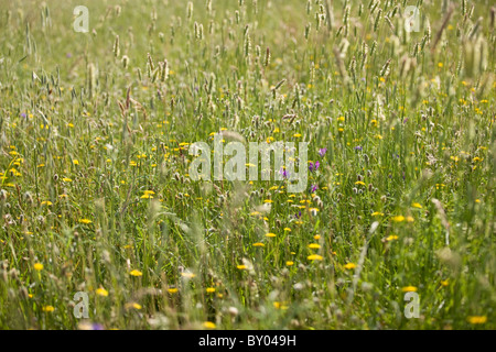 Un prato con erbe e fiori selvatici Foto Stock