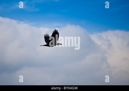 Raven in volo attraverso il cielo blu con nuvole gonfi, County Clare, Irlanda occidentale Foto Stock