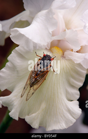 Una cicala esamina su un iris petalo di fiore. Foto Stock