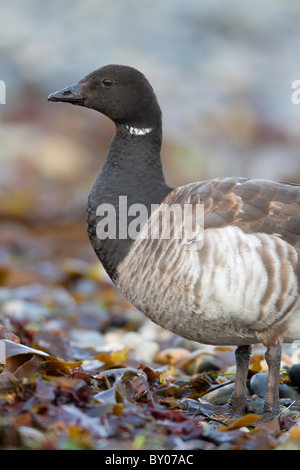 Brent oca; Branta bernicla; Cornovaglia Foto Stock