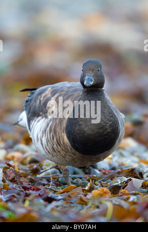 Brent oca; Branta bernicla; Cornovaglia Foto Stock