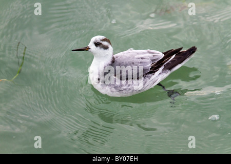 Grigio; Phalarope Phalaropus fulicarius; inverno piumaggio; Cornovaglia Foto Stock