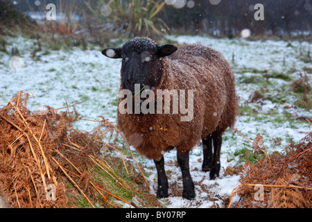 Pecore nella neve; smallholding; Cornovaglia Foto Stock