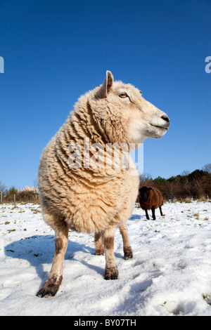 Pecore nella neve; smallholding; Cornovaglia Foto Stock