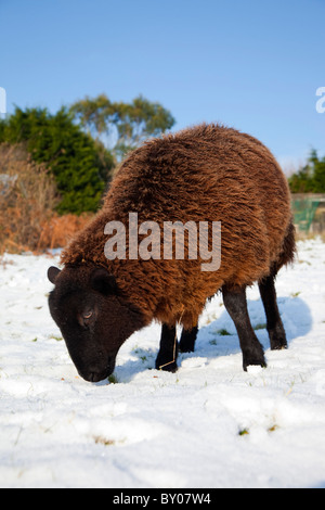 Pecore nella neve; smallholding; Cornovaglia Foto Stock