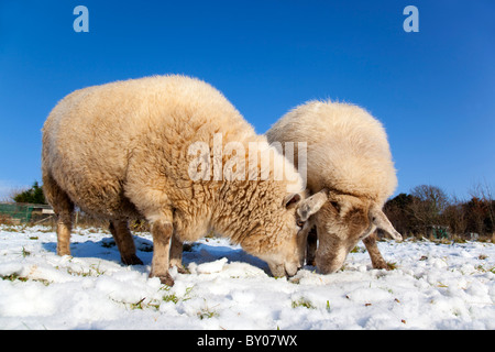 Pecore nella neve; smallholding; Cornovaglia Foto Stock