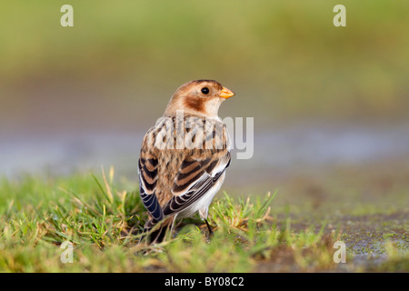 Snow Bunting; Plectrophenax nivalis; lavoratori migranti; inverno; Cornovaglia Foto Stock