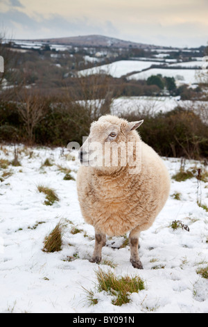 Pecore nella neve; Cornovaglia; Godolphin Hill a distanza Foto Stock