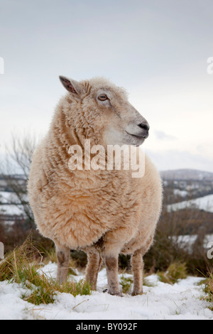 Pecore nella neve; Cornovaglia; Godolphin Hill a distanza Foto Stock