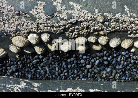 Rock pool con cirripedi, cozze patelle a Kilkee, County Clare, costa Ovest dell Irlanda Foto Stock