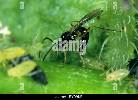 Parassitoide wasp (Aphidius ervi) deposizione delle uova, ovipositing, afide ospita Foto Stock