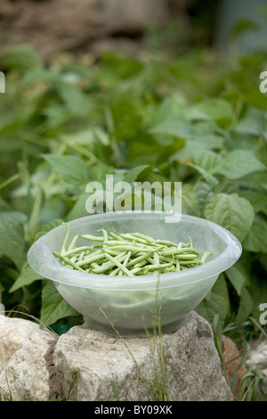 Organici di fagiolini freschi raccolti da giardino riparto, Italia Foto Stock