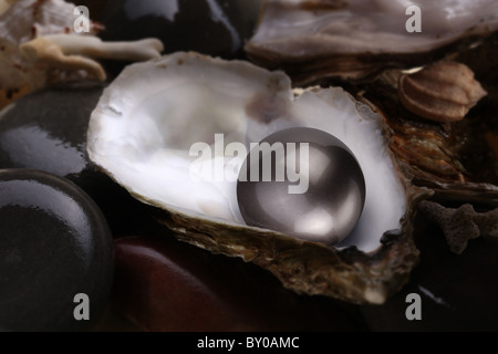 Immagine di una perla nera in una shell su uno sfondo bianco. Foto Stock